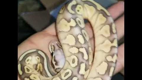 First snake unboxing!