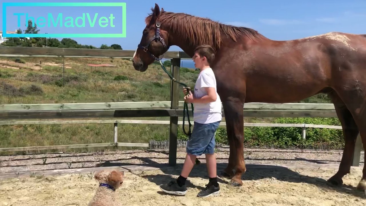 🐴 Horse with very big abscess very swollen lower jaw. YouTube