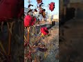 RedRose