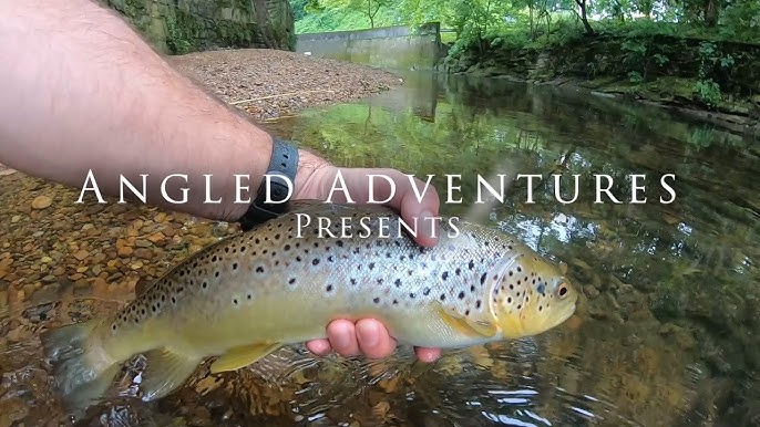 Fly Fishing Big Flat Brook - The Hunt for One More Fish, Nov 2021
