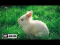 Bunny Therapy Relaxing Piano Music And Sweet Rabbit Moments 4K Videos