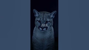 أكتب شئ تؤجر عليه ♡ #قرآن #ايات_القرآن_الكريم #ياسر_الدوسري #شورتس #تدبر_القرآن #آيات #راحة_نفسية