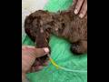 Bakre Ka Illaj #bakripalan #animals #shortvideo
