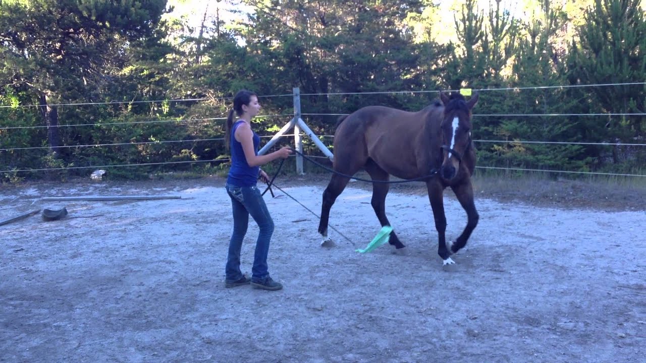 Lunging a Horse YouTube