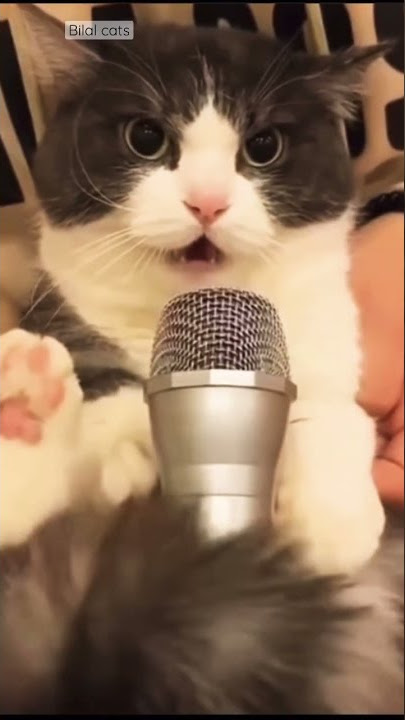 Hello 👋 everyone 🐈🐈loud mic 🎤 testing #trending #viral #instagram #cat #youtubeshorts