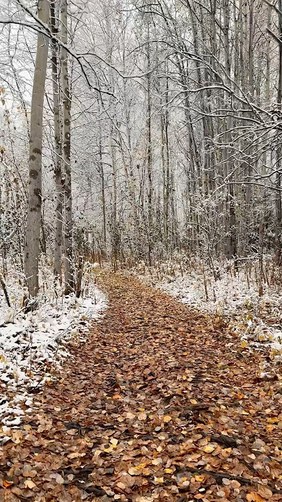 Snow in September: Nature’s Surprise. #fallcolors #snowfall #alaska