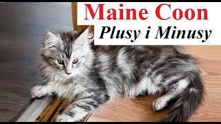 Maine Coon - Plusy i Minusy
