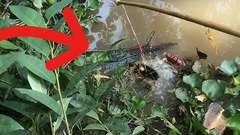 Câu Cá Lóc Bằng Vịt Con Khói Đèn Rực Lửa Và Những Pha Táp Kinh Hoàng