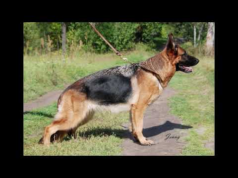 Video: Kaip Išmokyti Savo Vokiečių Aviganio šuniuką