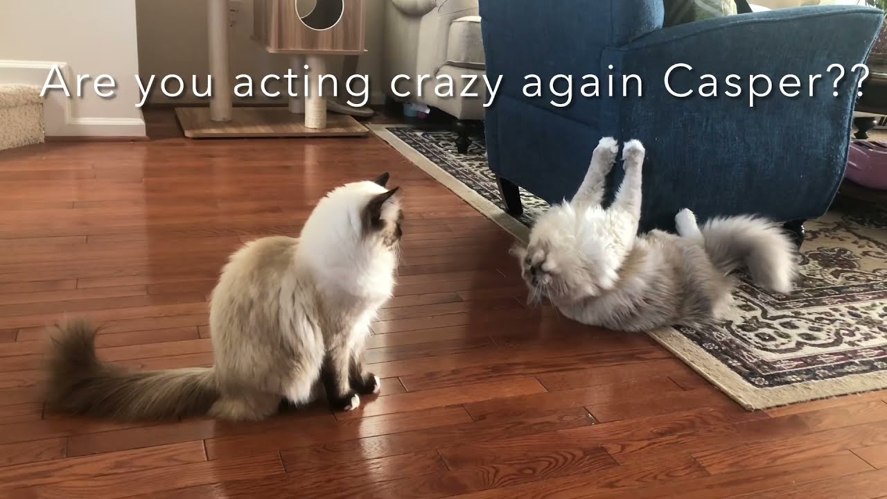 Ragdoll cats are MASSIVE 