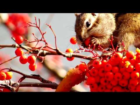 Ой, рябина кудрявая.