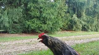 Famous Slow motion rooster crow WITH AUDIO funny. Wealth