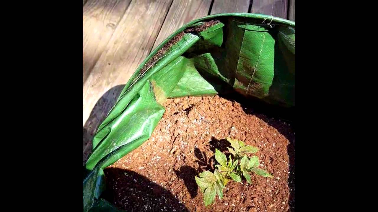 Grow Potatoes in Containers Update