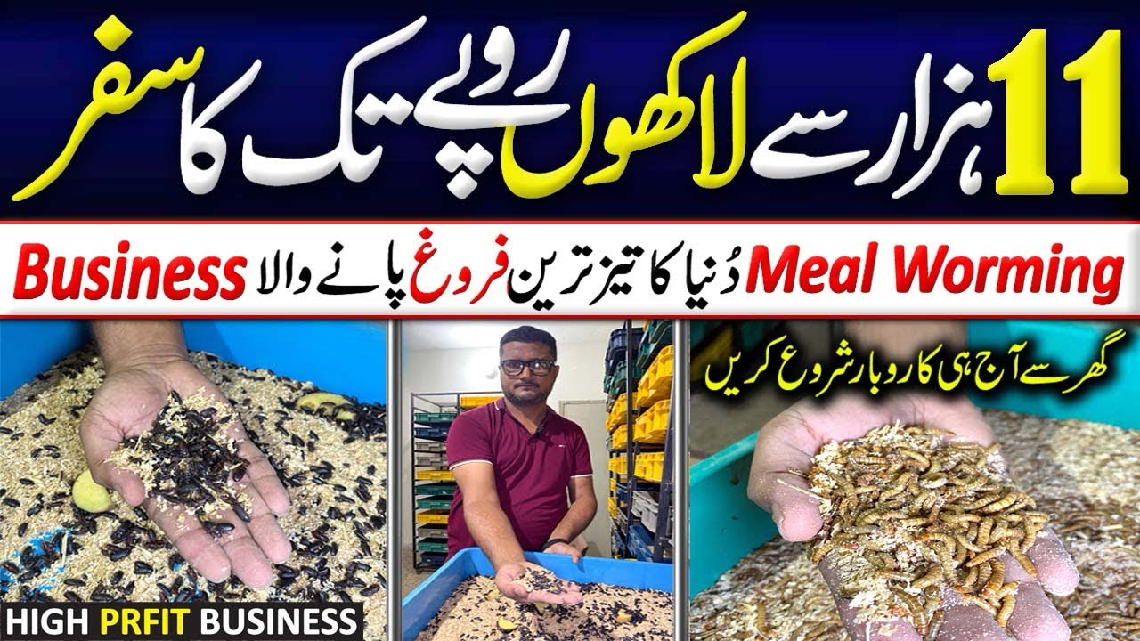 Mealworm Business | Best Home-Based High-Profit Business Idea 🌾💡