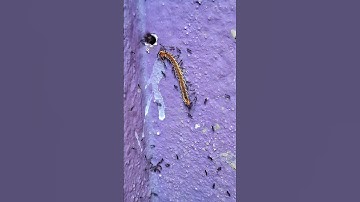 Reel vs Real Ants Vs Humans: Problem Solving Skills live action