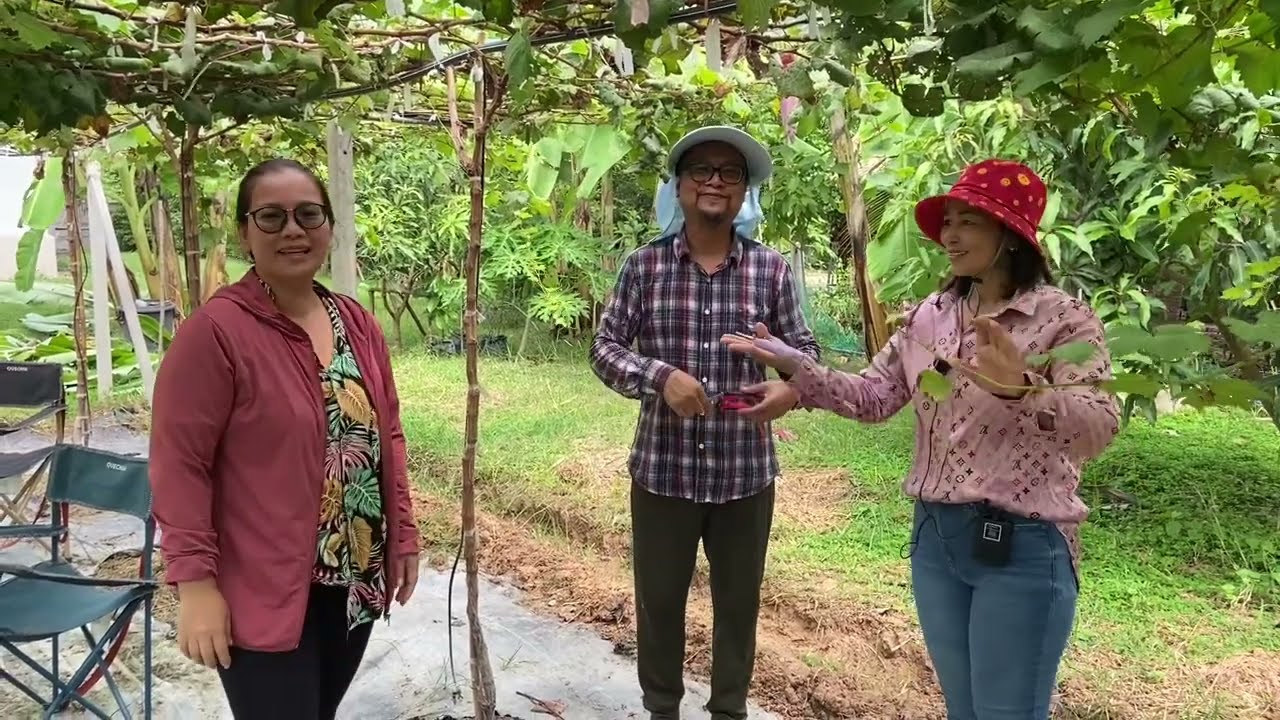 มือใหม่หัดปลูก: องุ่นสร้างสุข | Ep3: ตัดแต่งกิ่ง(พรุนนิ่ง)เพื่อให้องุ่นออกผล @ชาญรวินทร์ฟาร์ม