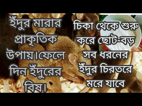 ইদুর মারার প্রাকৃতিক উপায়||ফেলে দিন ইঁদুরের বিষ||দুইটি পদ্ধতিতে ইদুর মারার উপায়||Eidur marar upay