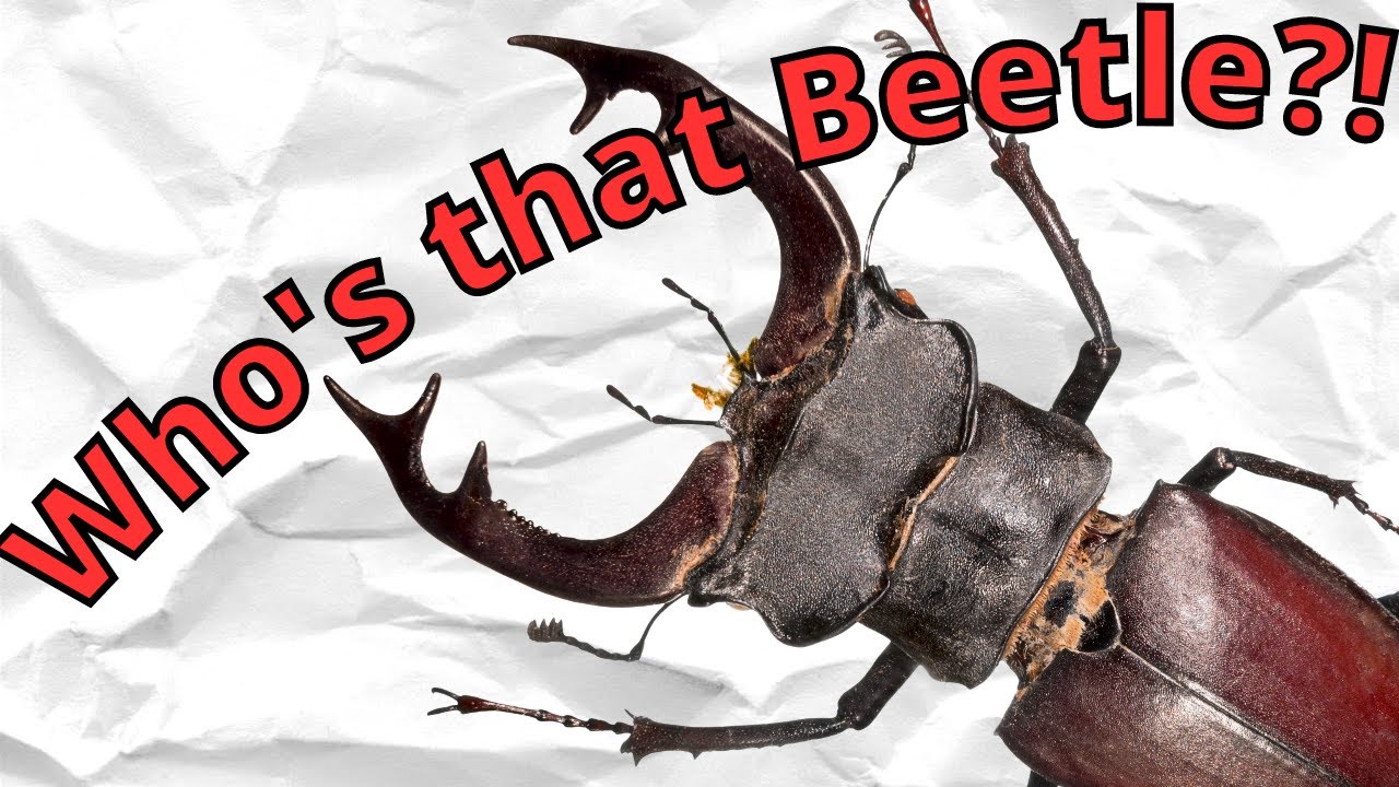 Самый крупный в Европе жук-олень (Lucanus Cervus)