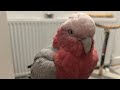 Mili the Galah is live, Thanks for joining the Live🤗