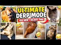 ULTIMATE DERP Moments That Will Make You Laugh - Funny Animal Moment