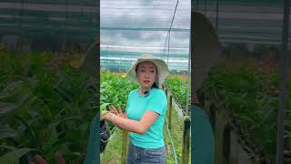 BÁN SẠCH SẼ TRONG VÒNG 2 NGÀY !!!