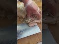 现切羊肚与羊肉，感觉到饥饿感了没有？