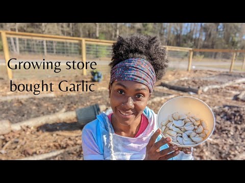 Growing Store Bought