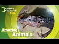 Black Caiman Facts and Trivia