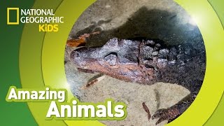 Black Caiman | Amazing Animals