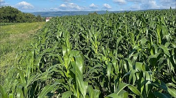 Growing Open Pollinated Corn Organically