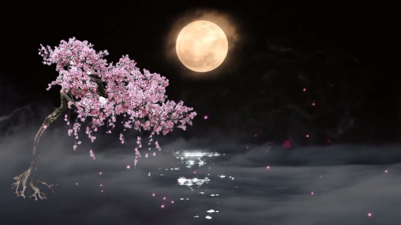 BACKGROUND VIDEO CHERRY BLOSSOM WHEN THE FULL MOON / no copyright