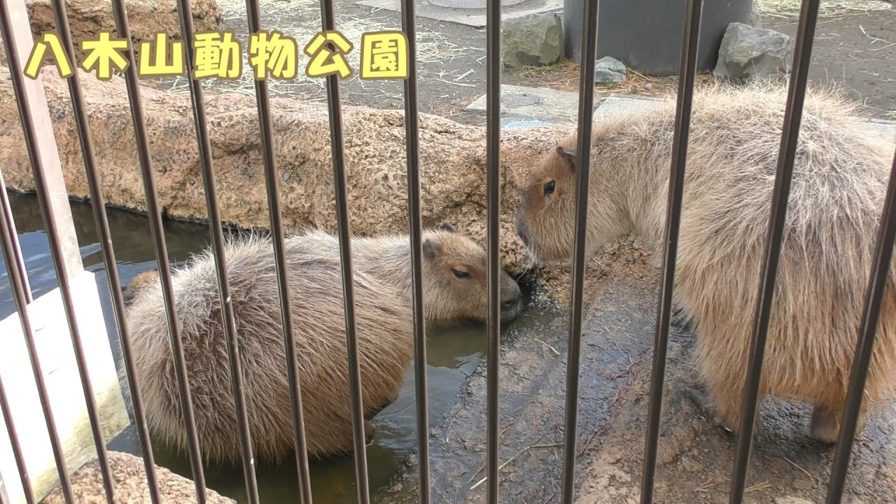 八木山動物公園】温泉に浸かるカピバラ - YouTube
