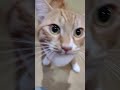 コロコロと掃除機大好きネコちゃん