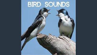 Bird Sounds  Gentle Birds and Forest Stream for Relaxation Meditation. Relaxing Nature's...