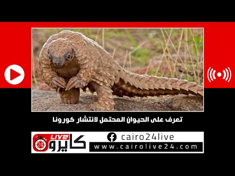 بعد إعلان الصحة العالمية تعرف على حيوان البنغول مصدر فيروس كورونا