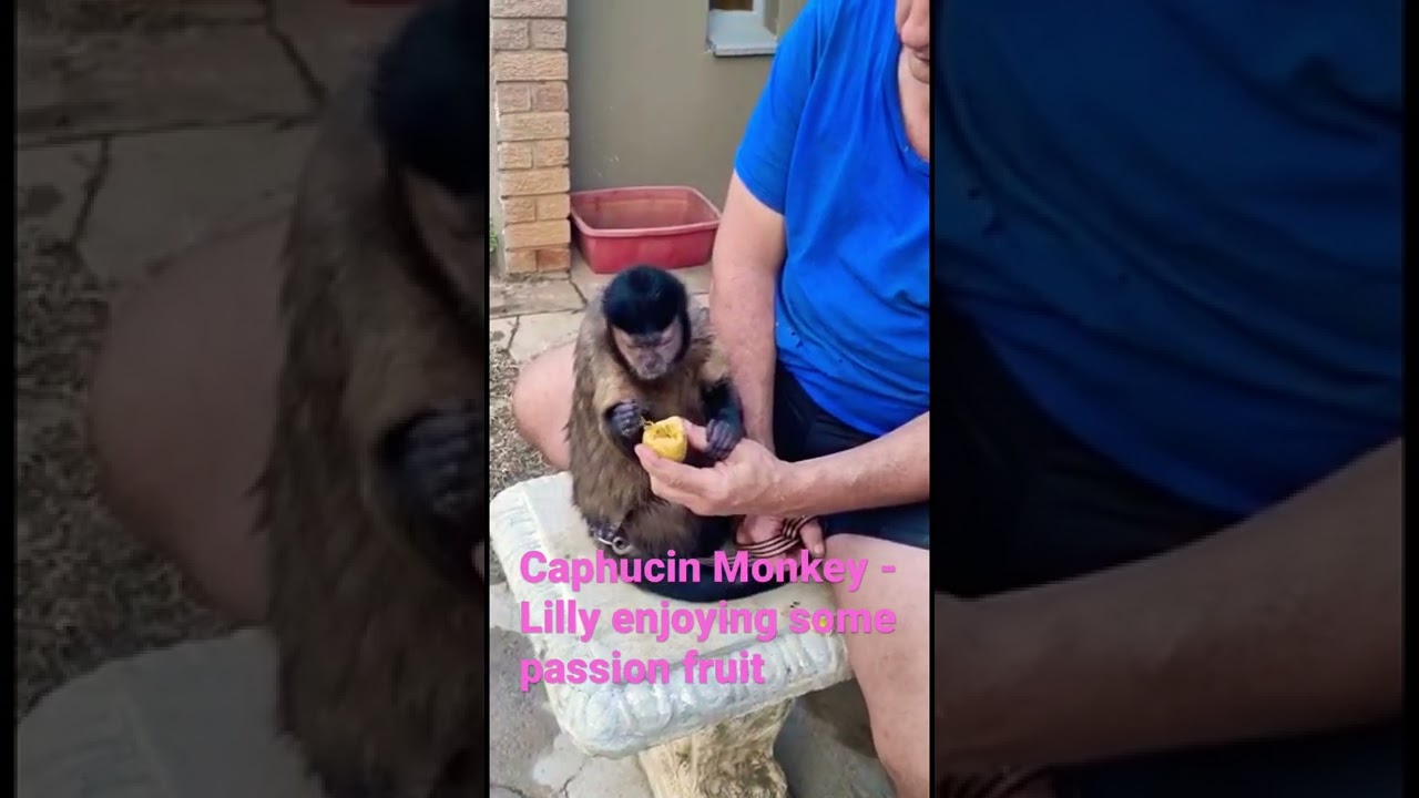 Lilly enjoying some passion fruit😃