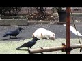 ねこvsカラス (cat vs crows)