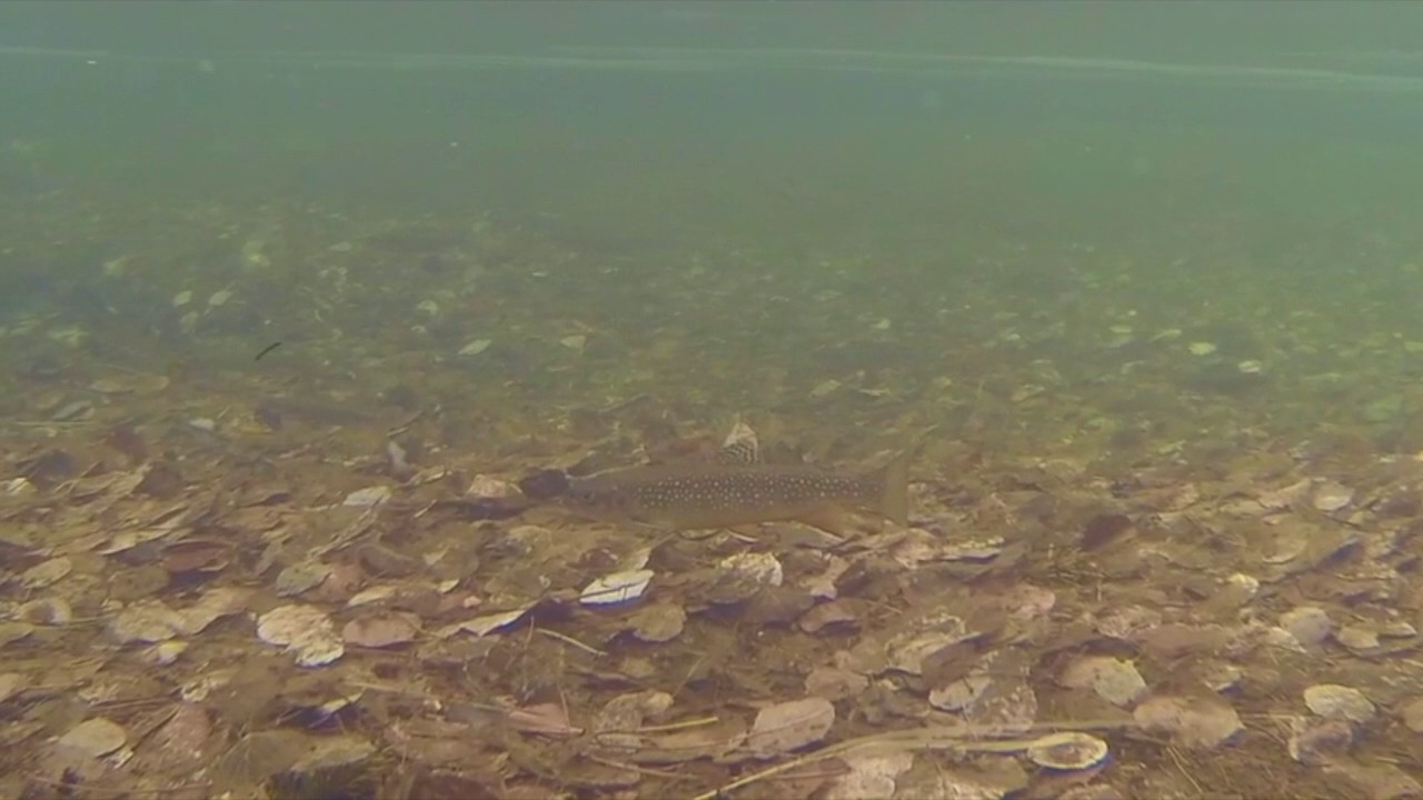 Brook Trout Swimming in Browns Creek Underwater View YouTube