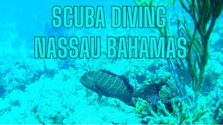 Nassau Bahamas Scuba Diving Excursion with Stuart Cove Scuba