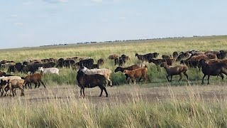 картинка: Жайылымдағы қойлар