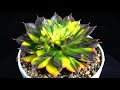 Echeveria Black Princa variegated