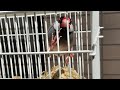あんこの初ベランダ日向ぼっこ