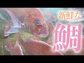 【水中映像】新鮮で大きな鯛が沢山獲れました...！