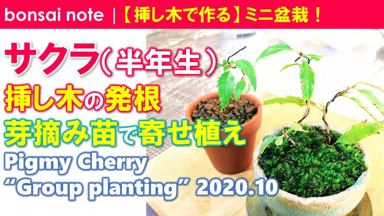 挿し木で作る サクラ盆栽 半年生 挿し木の発根 芽摘み苗で寄せ植え 10 Pigmy Cherry Group Planting Bonsai Youtube