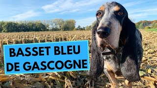 Basset Bleu de Gascogne Dog Breed  Facts and Information