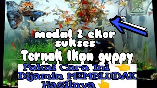 BUDIDAYA IKAN GUPPY DI AKUARIUM KECIL