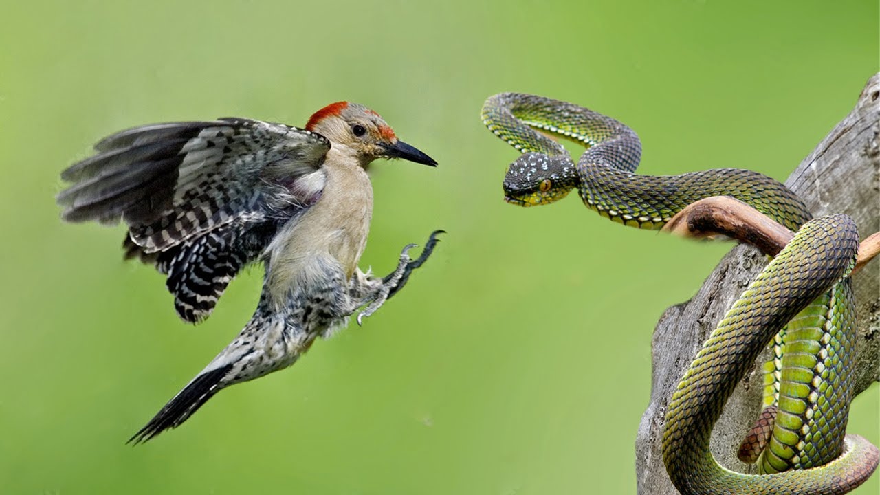 How Woodpecker Hunting Snake In Tree's intestines YouTube