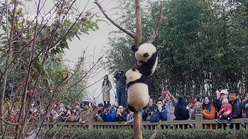 Baby panda tree fight