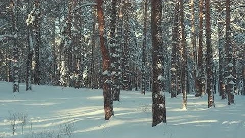 Pine Forest Stock Video