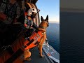 This Dog is not afraid of death#shorts #dog #animals #facts #germanshepherd
